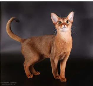 Gambar 2.1.5.1. Contoh gambar kucing Abyssinian 