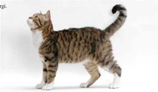 Gambar 2.1.5.3. Contoh gambar kucing American Wirehair 