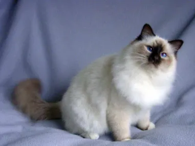 Gambar 2.1.5.6. Contoh gambar kucing Birman 