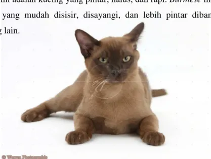 Gambar 2.1.5.9. Contoh gambar kucing Burmese 