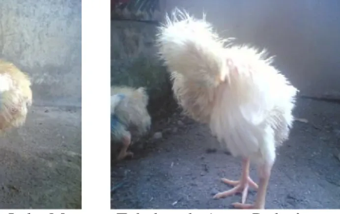 Gambar 3. Tingkah Laku Merawat Tubuh pada Ayam Pedaging.