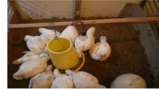 Gambar 1.  Tingkah Laku Makan Ayam Broiler 