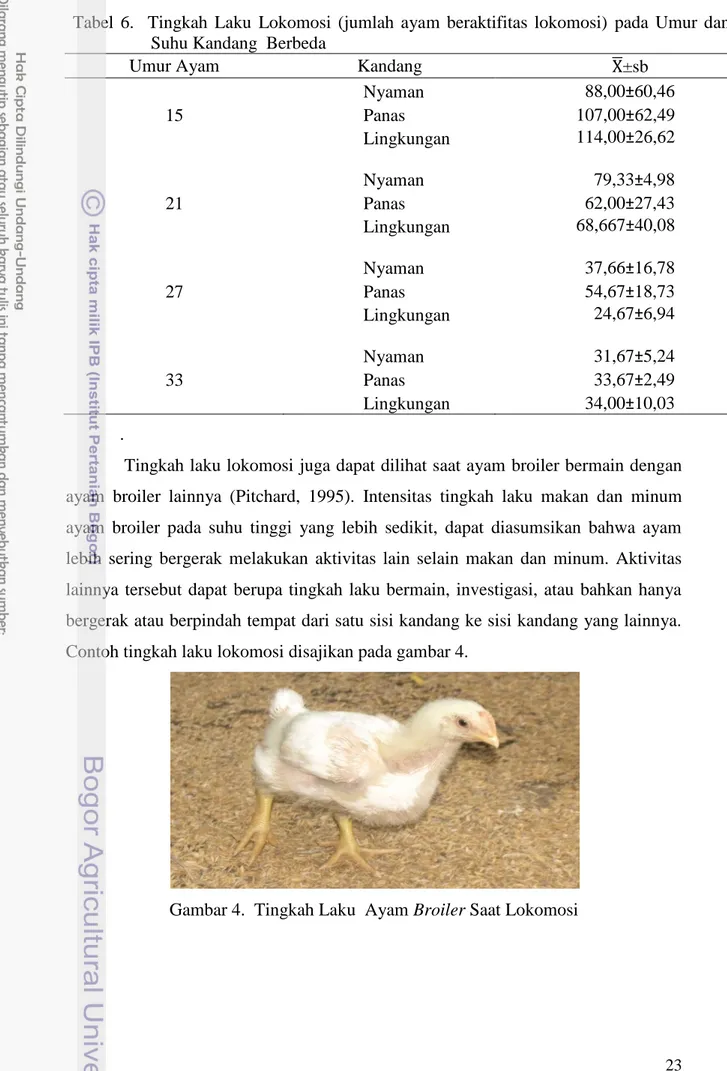 Gambar 4.  Tingkah Laku  Ayam Broiler Saat Lokomosi 