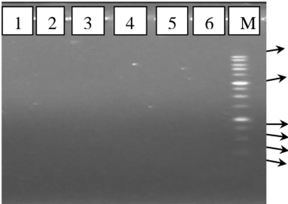 Gambar  1.  Elektoforegram  DNA  metageno-  mik  sebelum  amplifikasi  dengan  PCR.  M  :  marker  250  bp  DNA  ladder,  1:DNA  metagenomik  P48B,  2:    DNA  metagenomik  P46B,  3:  DNA  metagenomik  P47B,  4  :  DNA  metagenomik  P44B,  5  :  DNA  metag