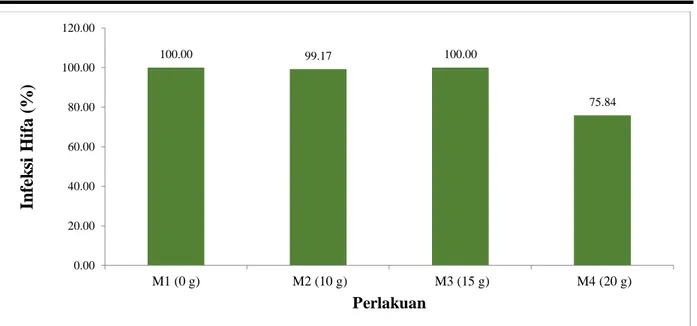 Gambar 7. Rata-rata infeksi hifa (%) Akar Tanaman Kedelai dengan Aplikasi Mikoriza dan kompos