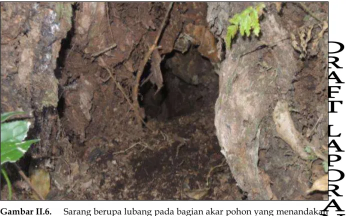 Gambar II.6.  Sarang berupa lubang pada bagian akar pohon yang menandakan  adanya kehadiran satwa pada wilayah kajian