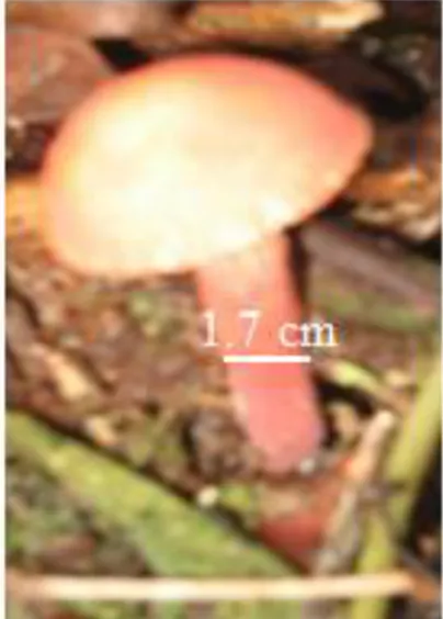 Gambar 2. Tubuh buah jamur Pelawan 