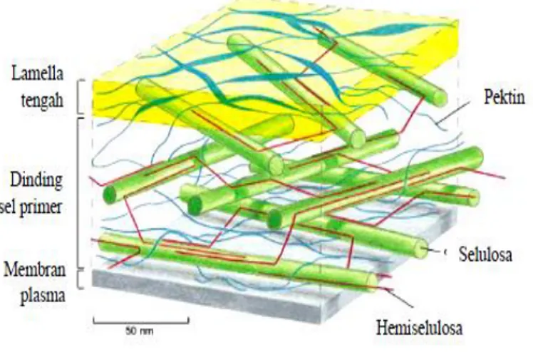 Gambar I.2. Struktur Dinding Sel Tanaman (IPPA, 2002) 