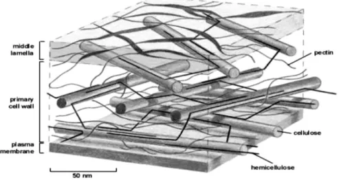 Gambar 1  Struktur Dinding Sel Tanaman 