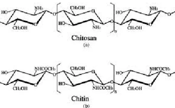 Gambar 1.Struktur Senyawa Khitin dan  Khitosan (http://eprints.undip.ac.id)  Khitosan merupakan hasil reaksi  deasetilasi khitin, berupa polimer rantai  panjang glukosamin  (2-amino-2-deoksi-D-Glukosa), memiliki rumus molekul [C 6 H 11 NO 4 ]n dengan bobot
