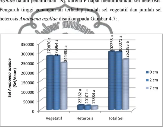 Gambar 4.7 Pengaruh tinggi genangan air terhadap jumlah sel vegetatif dan  jumlah sel heterosis 