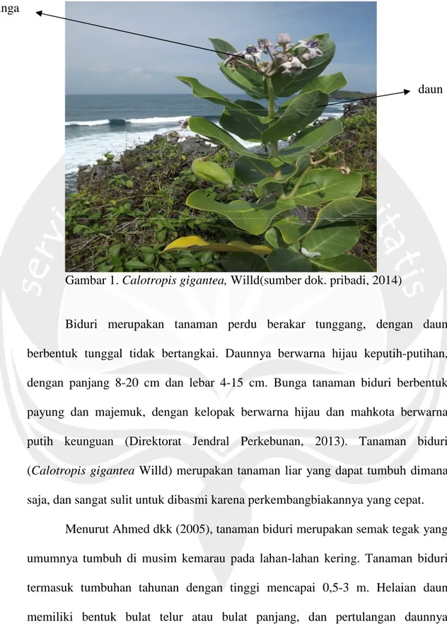 Gambar 1. Calotropis gigantea, Willd(sumber dok. pribadi, 2014)