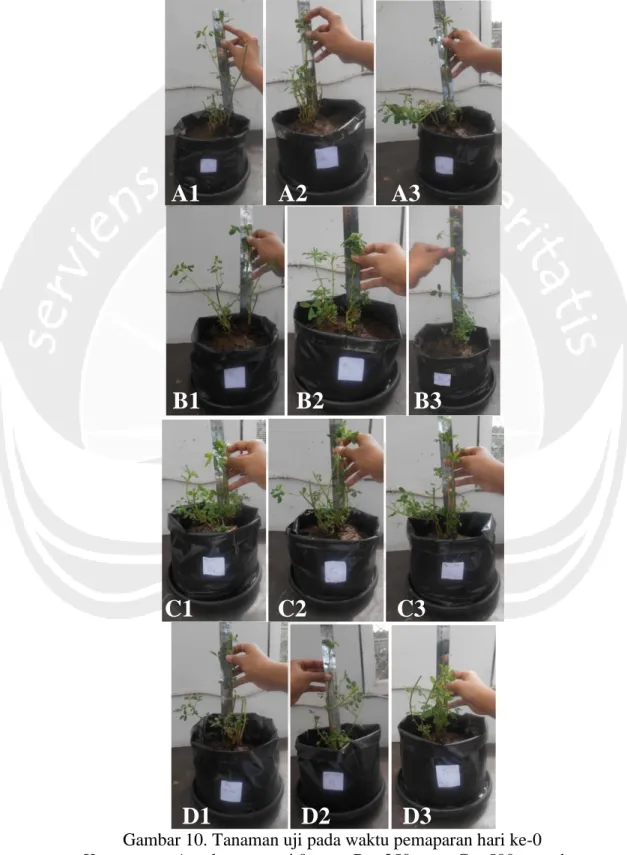 Gambar 10. Tanaman uji pada waktu pemaparan hari ke-0  Keterangan: A =  konsentrasi 0 ppm, B = 250 ppm, C = 500 ppm dan 