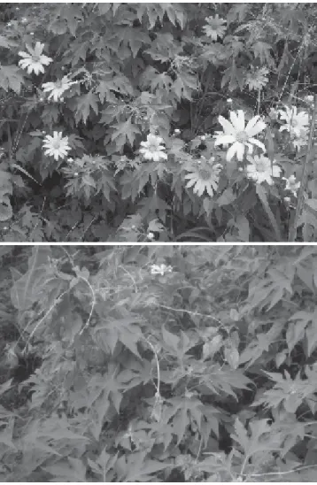 Gambar 1. Daun dan bunga.