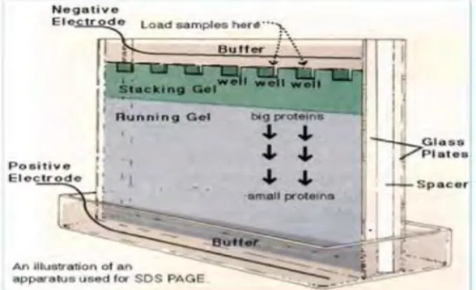 Gambar 2.3. Skema Elektroforesis untuk protein (SDS-PAGE)  (Zainudin dkk., 2014) 