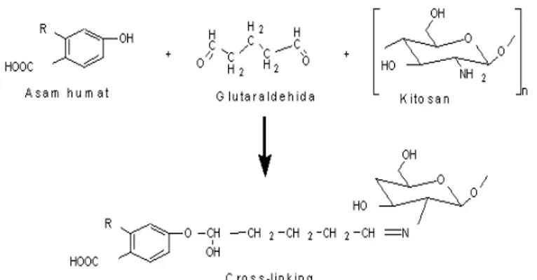 Gambar 1. Reaksi pengikatan-silang antara asam humat-glutaraldehida-kitosan