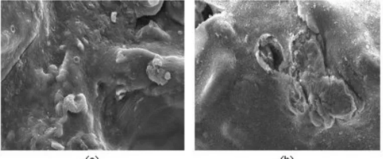 Gambar 3. Hasil foto analisis gel beads asam humat- humat-kitosan dengan SEM (a) Kontrol (tanpa penambahan glutaraldehida); (b) dengan glutaraldehida 2%.