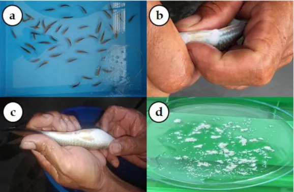 Gambar 3. Proses seleksi calon indukan ikan Naleh dalam skala laboratorium (Maulidia, 2020)