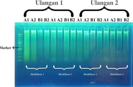 Gambar 1. Visualisasi molekul DNA dengan elektroforesis; (A) kelapa sawit pre nursery, (B) Kelapa sawit  main nursery, (1) Sampel daun tanaman kelapa sawit muda, (2) Sampel daun tanaman kelapa sawit tua 