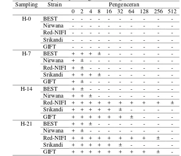 Tabel 2 Titer antibodi lima strain Ikan Nila pada pra uji tantang, hari ke-7, 14, dan 21 pasca uji tantang bakteri S