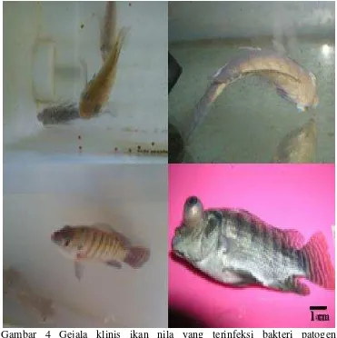 Gambar 4 Gejala klinis ikan nila yang terinfeksi bakteri patogen  Streptococcus agalactiae-N14G 