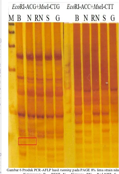 Gambar 6 Produk PCR-AFLP hasil  running pada PAGE 8% lima strain nila; 