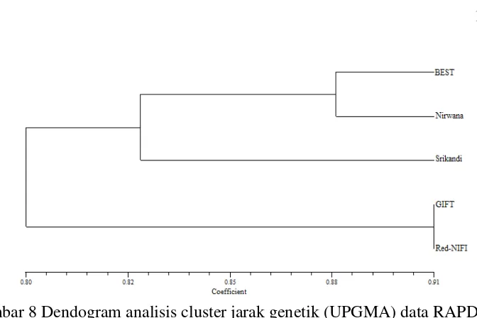 Gambar 8 Dendogram analisis cluster jarak genetik (UPGMA) data RAPD 