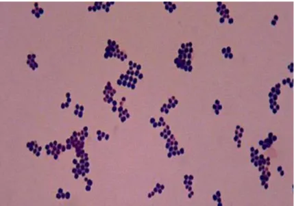 Gambar 9.Hasil pengecatan Gram bakteri staphylococcus aureus. 