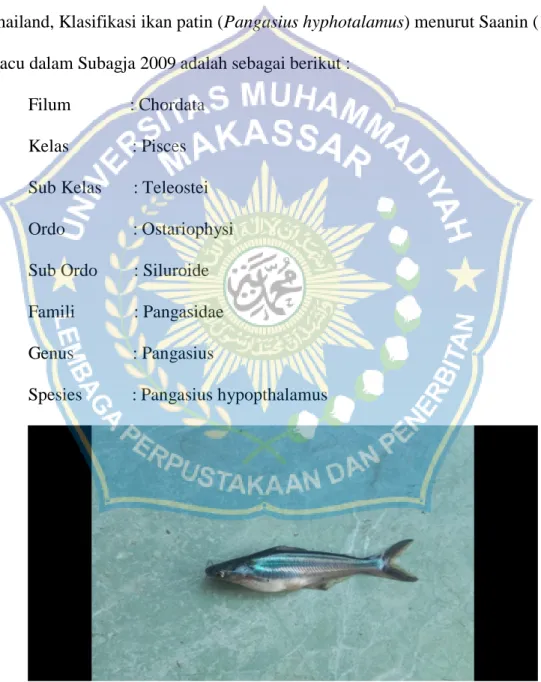 Gambar 1. Ikan patin  Data 2019 