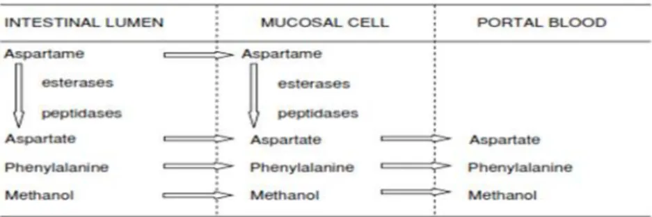 Gambar 5. Diagram metabolisme Aspartam (Glória, 2003)  2.3.5 Toksisitas 