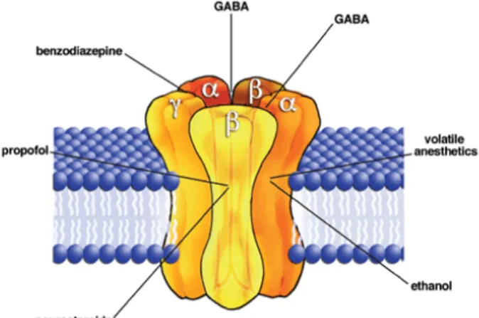 Gambar 2. Reseptor GABA  