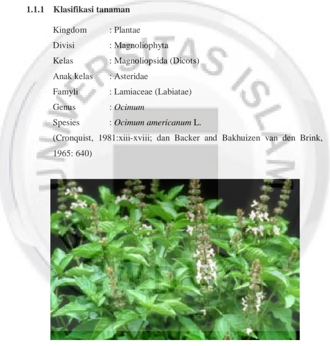 Gambar 1.1 Kemangi (Ocimum americanum L.) (www.seedsofindia.com)