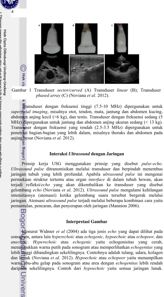 Gambar 1 Transduser sector/curved (A) Transduser linear (B); Transduser phased array (C) (Noviana et al
