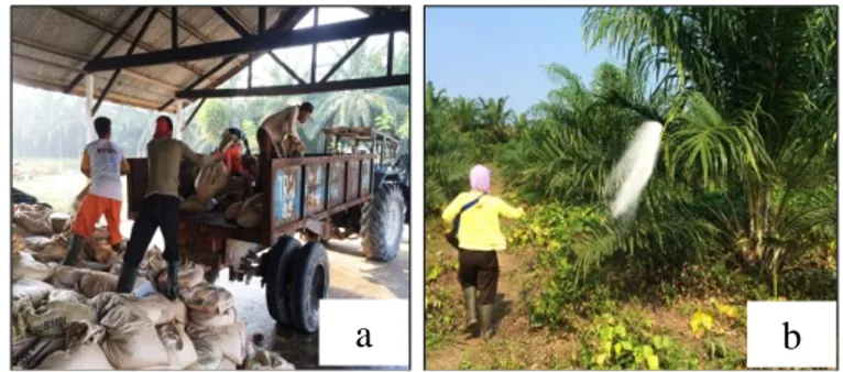 Gambar    13      Kegiatan  pemupukan  di  Kebun  Padang  Halaban,  PT  SMART  Tbk: (a) muat pupuk ke dalam truk, (b) tabur pupuk 