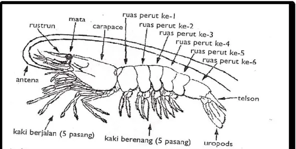 Gambar 1. Morfologi udang vaname (Litopenaeus vannamei) 