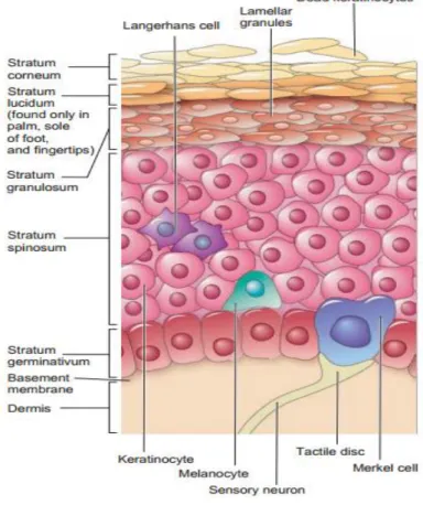 Gambar 2 Lapisan kulit epidermis 