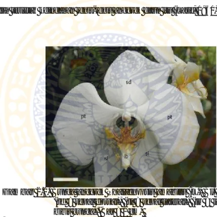 Gambar 2.2. Bunga  anggrek Phalaenopsis amabilis (L.) Bl. (pt = petal),  (sd = sepal dorsal), (sl = sepal lateral), (lb = labellum atau  bibir bunga).(Bar = 1 cm) 
