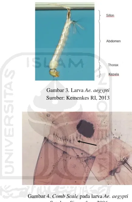 Gambar 3. Larva Ae. aegypti  Sumber: Kemenkes RI, 2013 