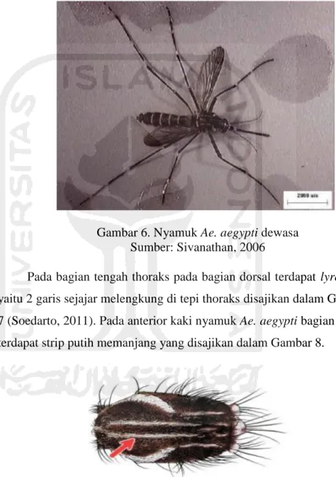 Gambar 6. Nyamuk Ae. aegypti dewasa  Sumber: Sivanathan, 2006 