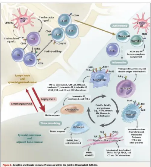 Gambar 1. Peranan Imun Adaptif dan Innate dalam Patogenesis RA 