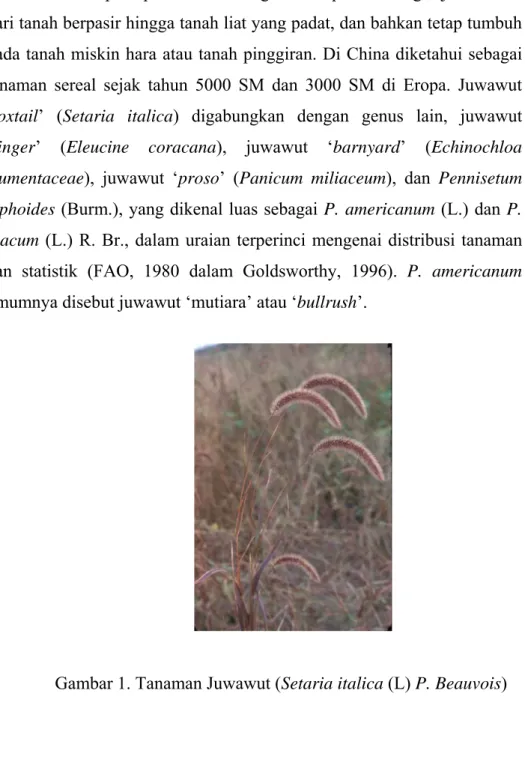 Gambar 1. Tanaman Juwawut (Setaria italica (L) P. Beauvois) 
