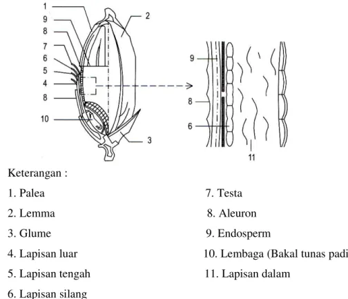 Gambar 1. Struktur fisik butiran gabah (Waries, 2006). 