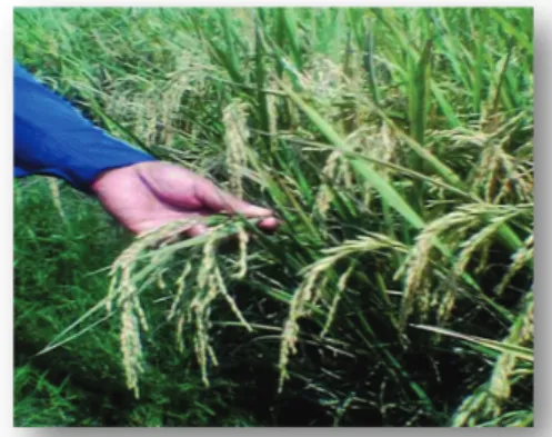 Figure 2. Age determination harvest based on the  appearance of the panicle of rice
