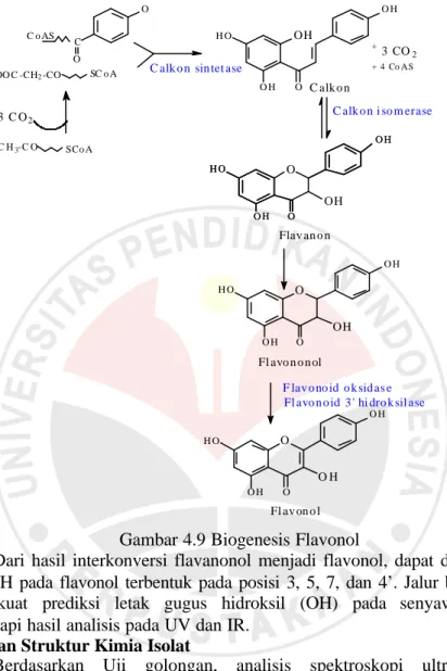 Gambar 4.9 Biogenesis Flavonol 