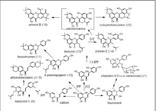 Gambar 6.Jalur biogenesis pembentukan senyawa-senyawa flavonoid  dalam genus Artocarpus (Ersam, 2004)