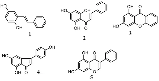 Gambar 2.2 Struktur kerangka dasar senyawa metabolit sekunder pada   famili    Moraceae 