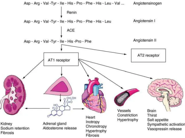 Gambar 5. Sistem Renin–Angiotensin–Aldosterone 