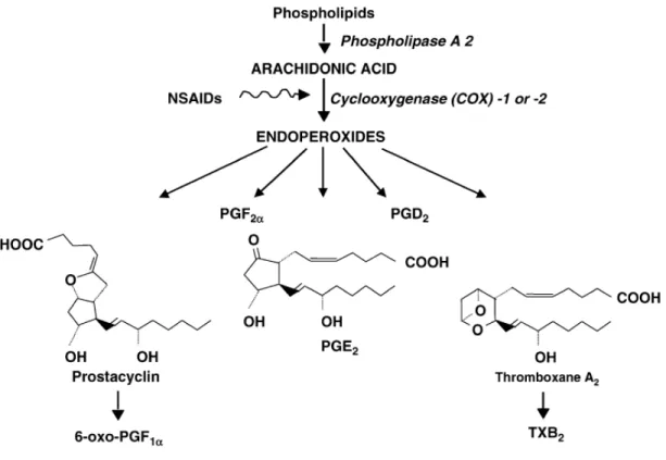 Gambar 2. Skema reaksi biosintesis prostanoid 