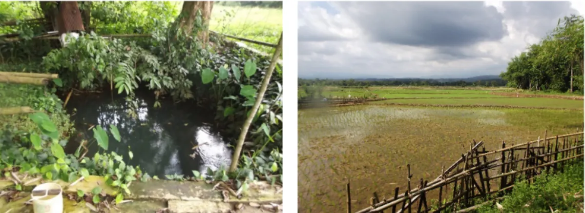 Gambar 13. Mata air Bungung Langotin dan hamparan sawahnya di Dusun Bonto Puno, Desa  Toddopulia Kec
