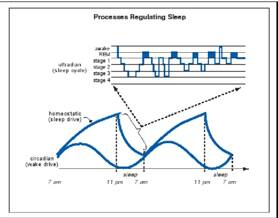 Gambar  1.  Proses  regulasi  tidur.  Beberapa  proses  yang  meregulasi  tidur/terbangun  diperlihatkan  di  sini